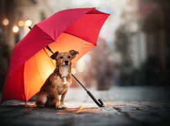 В День собак в Геленджике возможен небольшой дождик 