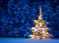 Главная гостья в новогоднюю ночь: Минприроды призвало геленджичан покупать елки законно