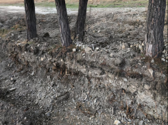 «Накажем по всей строгости»: во время проведения дорожных работ в Геленджике повредили 5 редких сосен