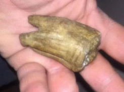 Дорого: в Геленджике продают окаменевший зуб неизвестного морского существа и кости мамонтов