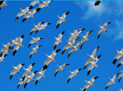 Во всемирный день мигрирующих птиц в Геленджике будет солнечно