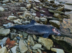 Видео не для слабонервных: в Геленджике массово гибнут дельфины