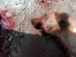 Нечеловеческая жестокость: в Геленджике расстреляли собаку