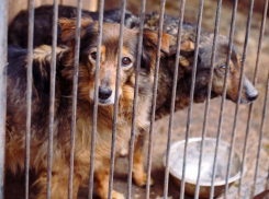 Природоохранная прокуратура выявила нарушения в приюте для животных в Геленджике 