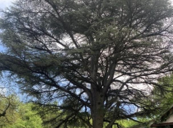 150-летний ливанский кедр в Геленджике получил статус памятника живой природы