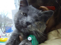 В Геленджике спасают жизнь избитой кошке