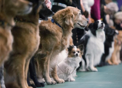 В Геленджике состоится выставка собак «Весна-2019»