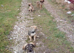 «Мы боимся отпускать детей одних»: геленджичане жалуются на бродячих собак