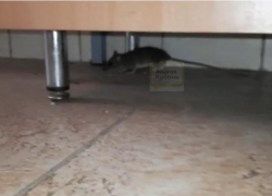 Директор детского сада "Солнышко" рассказала о крысах в коридорах