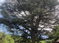 150-летний ливанский кедр в Геленджике получил статус памятника живой природы