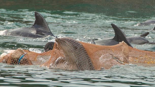 Дельфины перестанут исчезать по вине человека — геленджичане смогут вздохнуть с облегчением