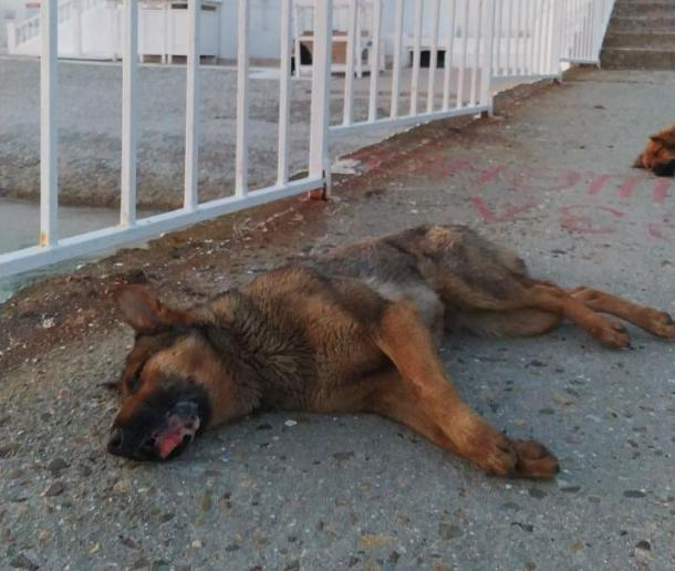 «Она билась в конвульсиях»: в Геленджике травят бездомных собак