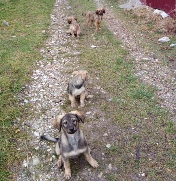 «Мы боимся отпускать детей одних»: геленджичане жалуются на бродячих собак
