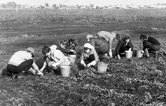 1 марта 1960 года в Геленджике завершился месячник сбора удобрений