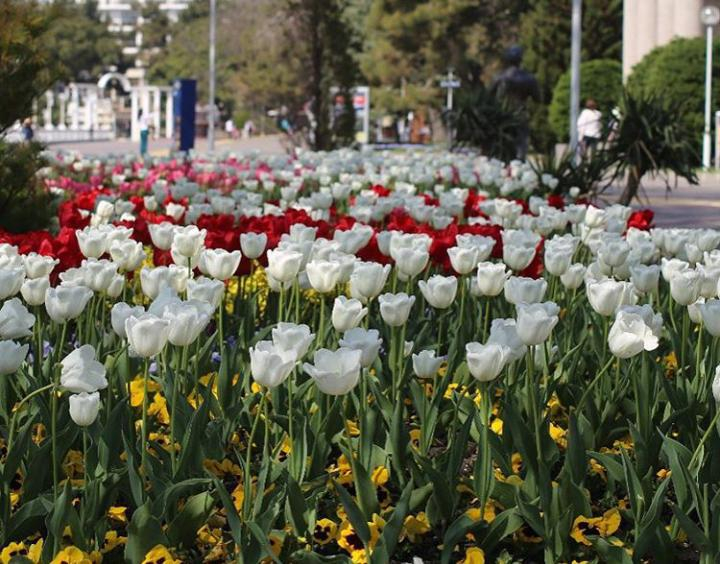 Более 300 тысяч цветов зацветут в Геленджике раньше обычного