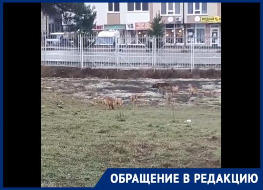 Стаи бездомных собак пугают жителей Геленджика