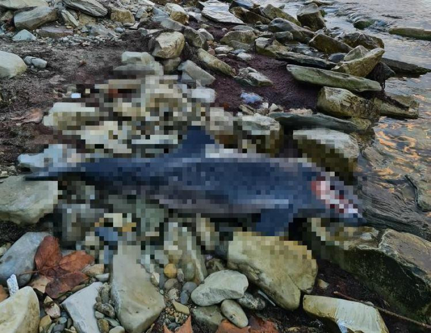 Связана ли смерть дельфина с разливом нефтепродуктов в Геленджикской бухте