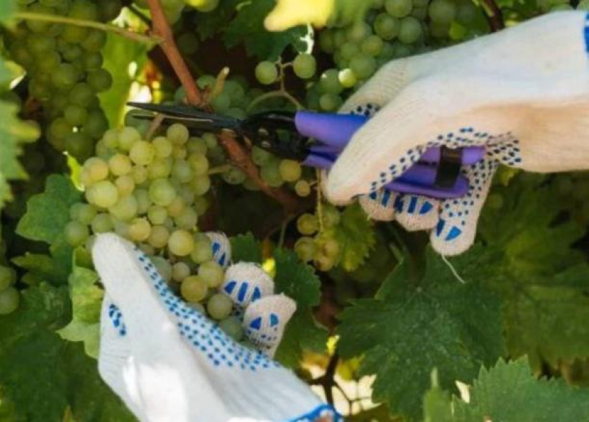 Геленджик тоже в деле: на Кубани собрали рекордное количество винограда