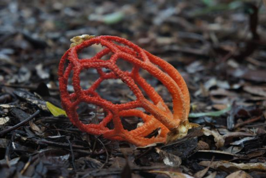 Смертельно опасный гриб могут встретить жители Геленджика