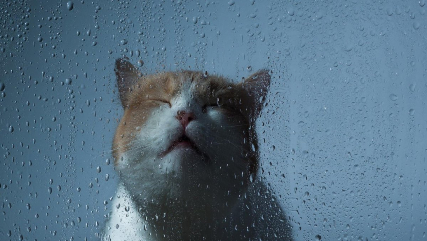 День кошек в Геленджике начнётся с дождя