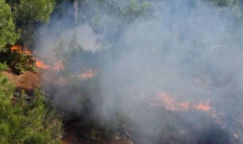 Появилась информация о пожаре в пицундской роще в районе Сафари-парка