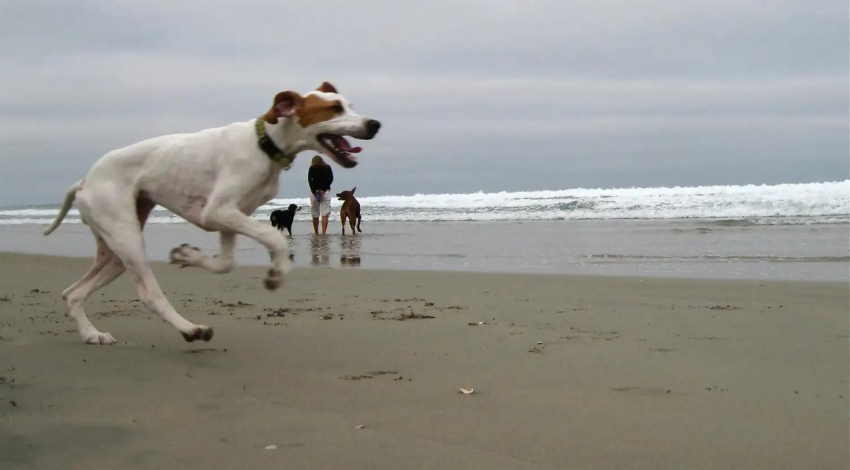 Геленджичане больше не смогут выгуливать собак на пляжах 