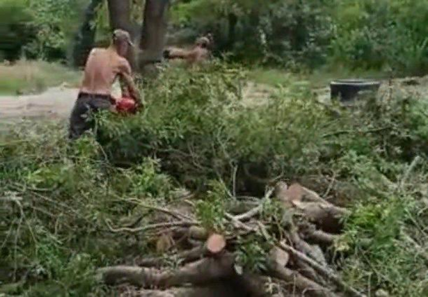 Больше миллиона заплатил застройщик за вырубку леса в Дивноморском