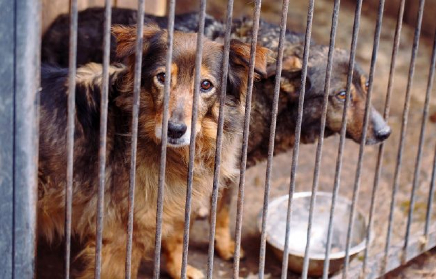Природоохранная прокуратура выявила нарушения в приюте для животных в Геленджике 